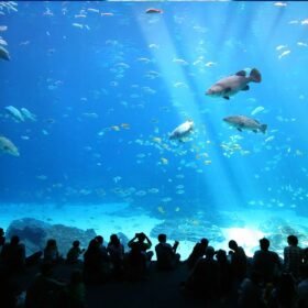 Ody Sea Aquarium