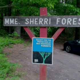 Madame Sherri Forest